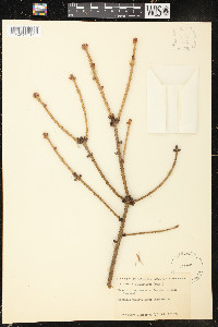 Picea likiangensis image