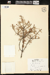 Picea omorika image