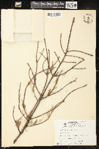 Picea omorika image