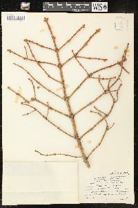 Picea pungens image