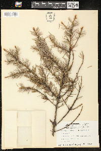 Picea pungens image