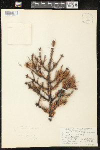 Picea rubens image