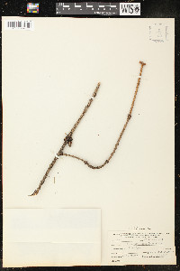 Picea sitchensis image