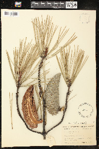 Pinus attenuata image