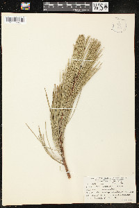 Pinus attenuata image