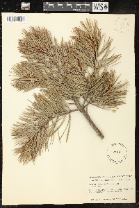 Pinus bungeana image