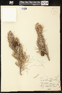 Pinus cembroides image