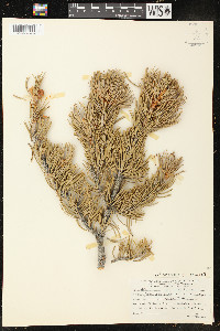 Pinus edulis image