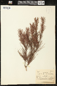 Pinus clausa image