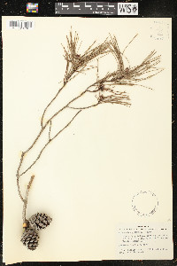 Pinus clausa image