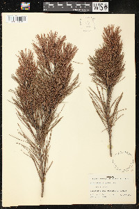 Pinus clausa image