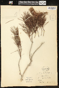 Pinus clausa image