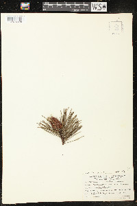 Pinus contorta image