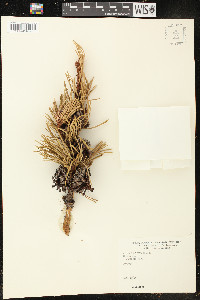 Pinus contorta image