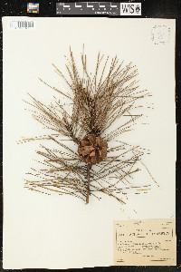 Pinus densiflora image