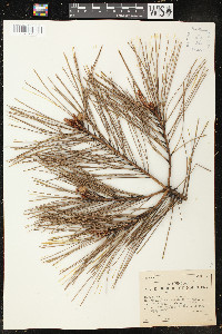 Pinus densiflora image