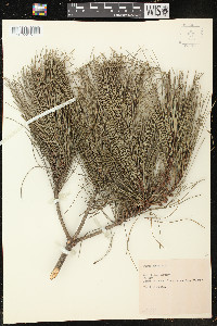 Pinus densiflora image