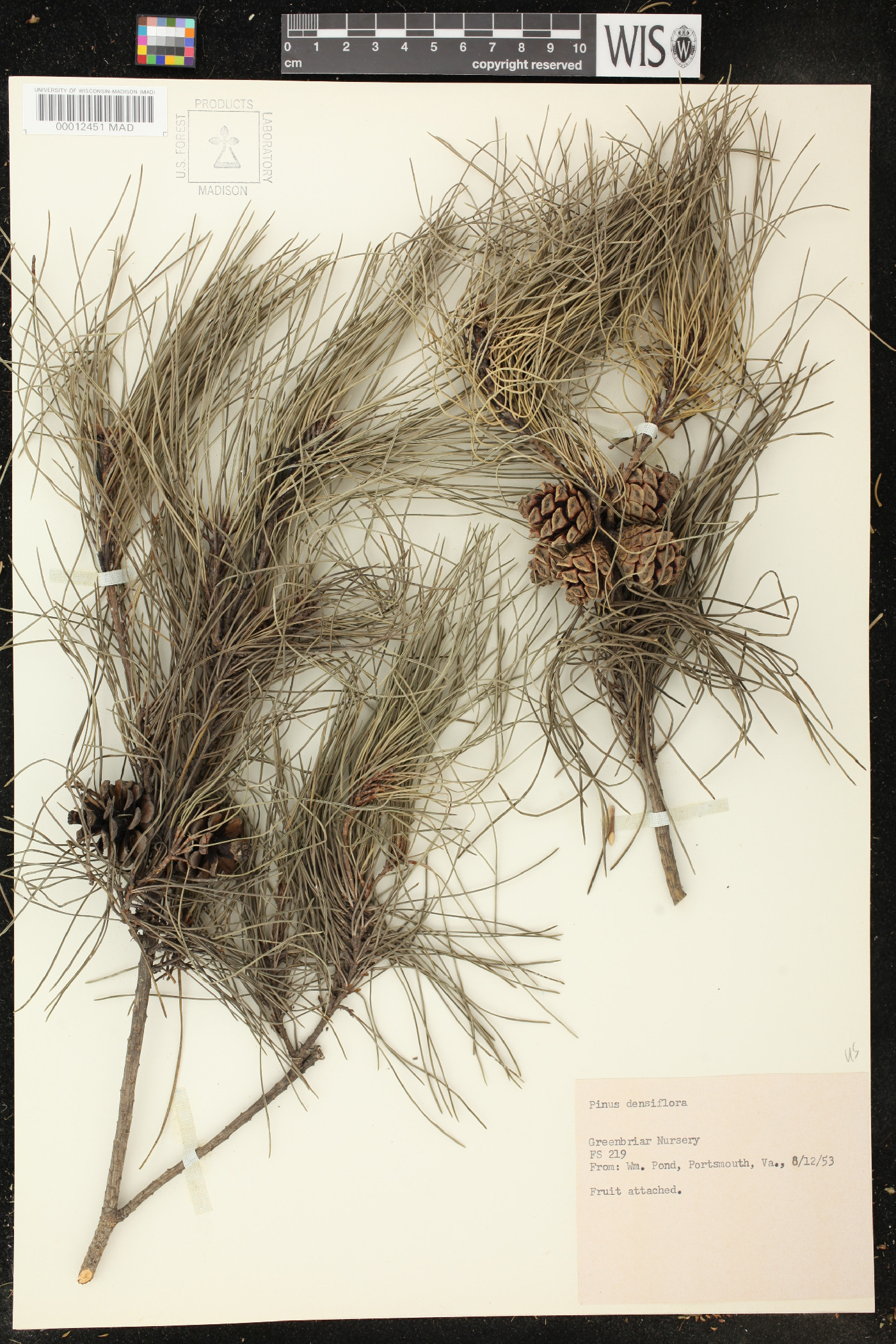 Pinus densiflora image