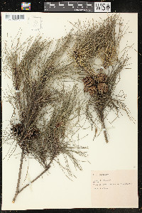 Pinus densiflora image