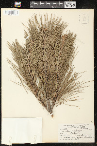 Pinus echinata image