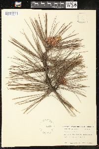 Pinus echinata image