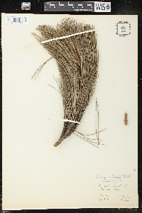 Pinus echinata image