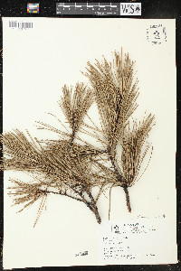 Pinus echinata image