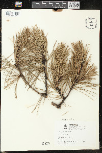 Pinus echinata image