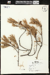 Pinus echinata image