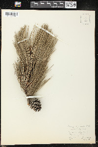 Pinus echinata image