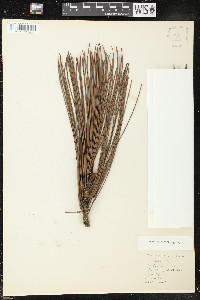 Pinus elliottii image