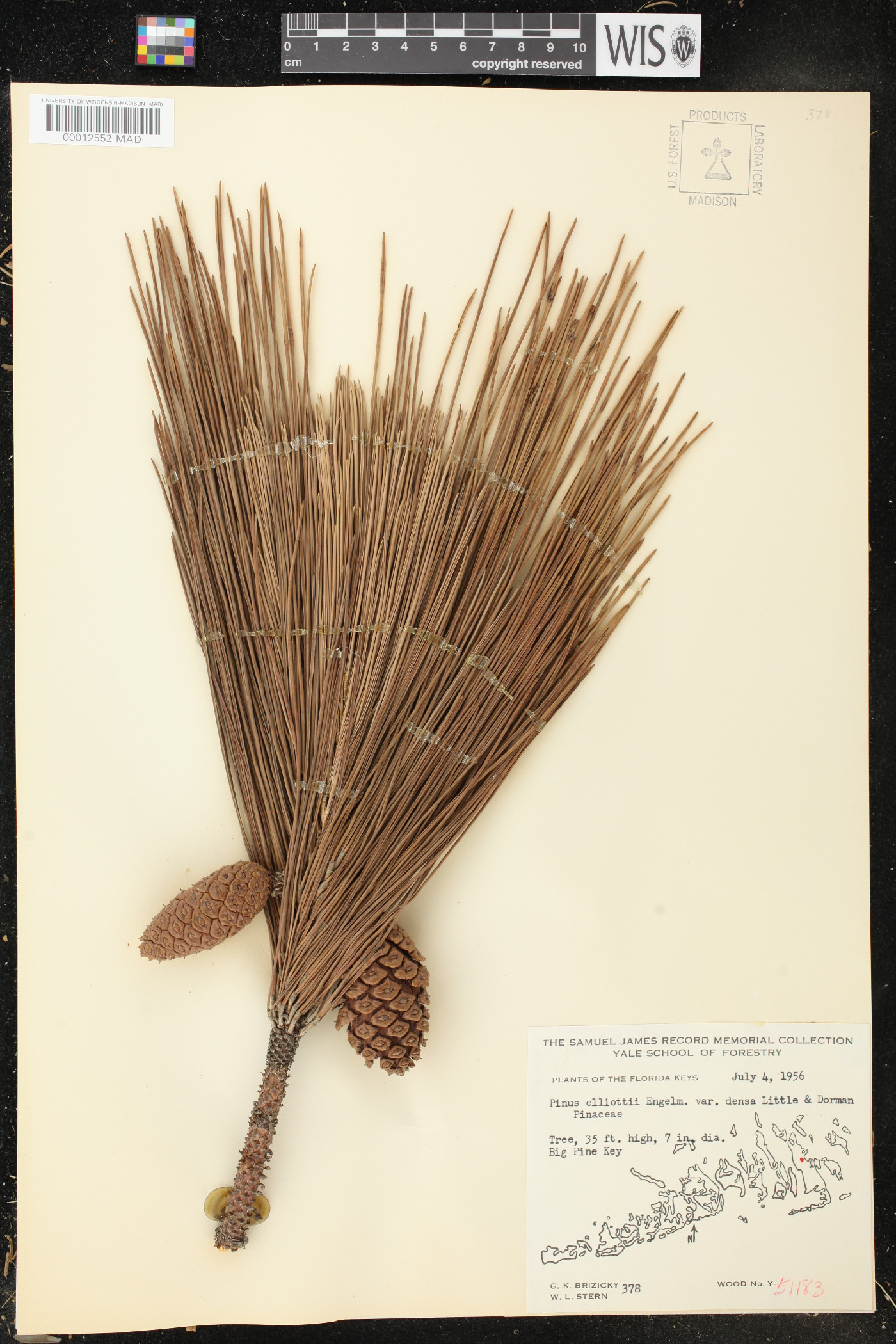 Pinus elliottii var. densa image