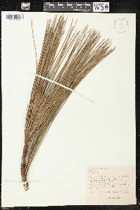 Pinus elliottii image