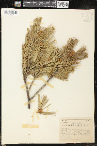 Pinus flexilis image