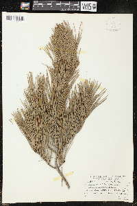 Pinus glabra image