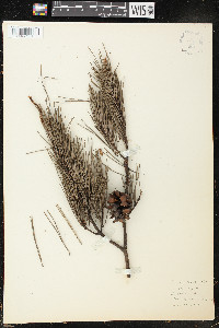 Pinus glabra image