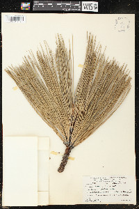 Pinus jeffreyi image