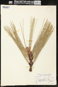 Pinus jeffreyi image