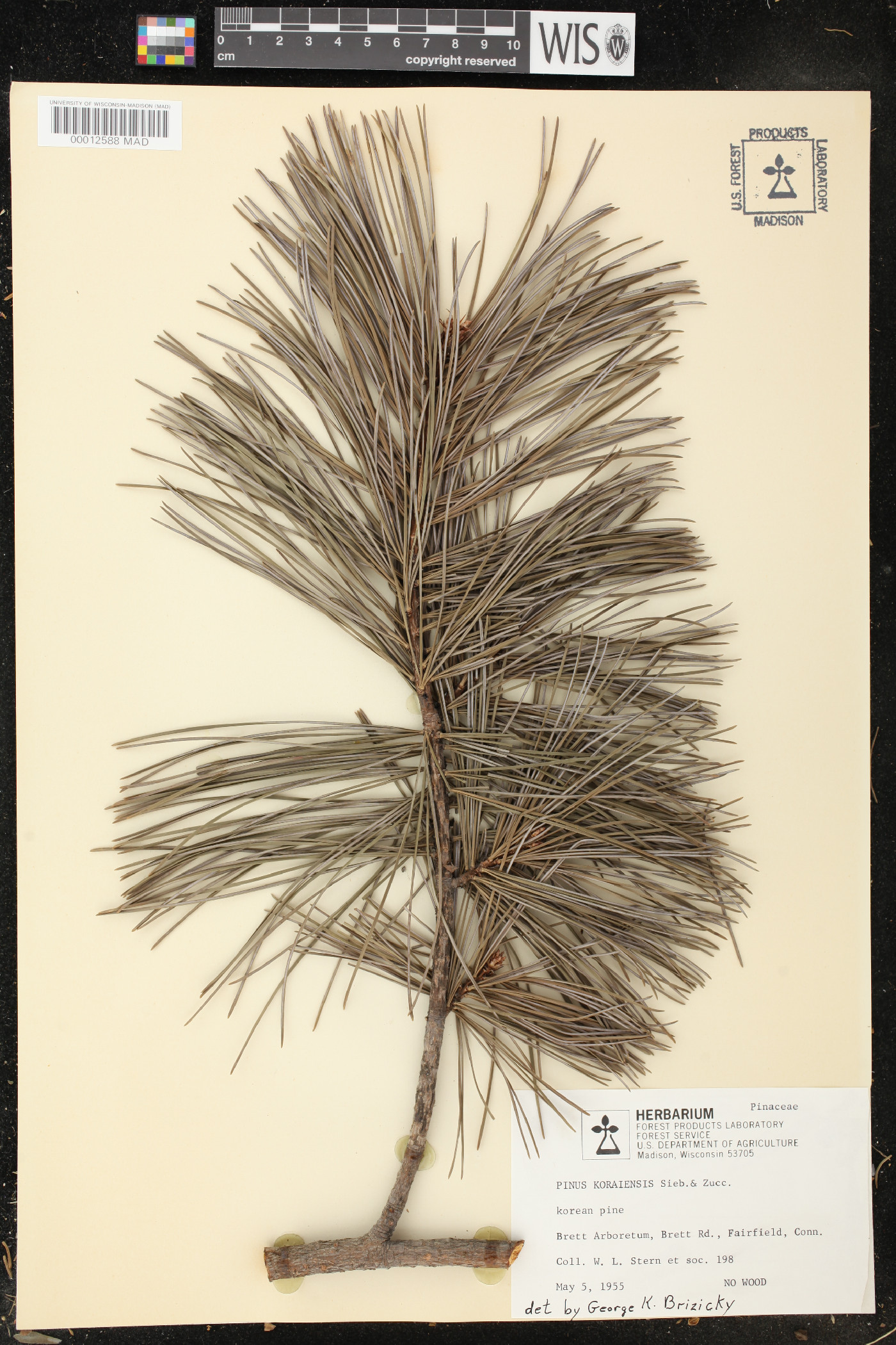 Pinus koraiensis image