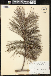 Pinus koraiensis image