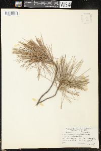 Pinus lambertiana image