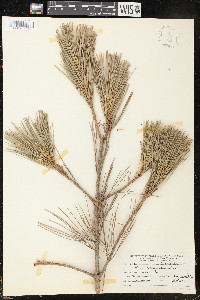 Pinus lambertiana image