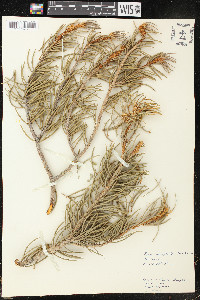 Pinus monophylla image