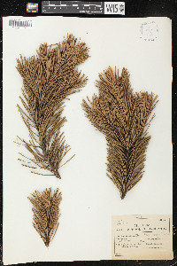 Pinus mugo image