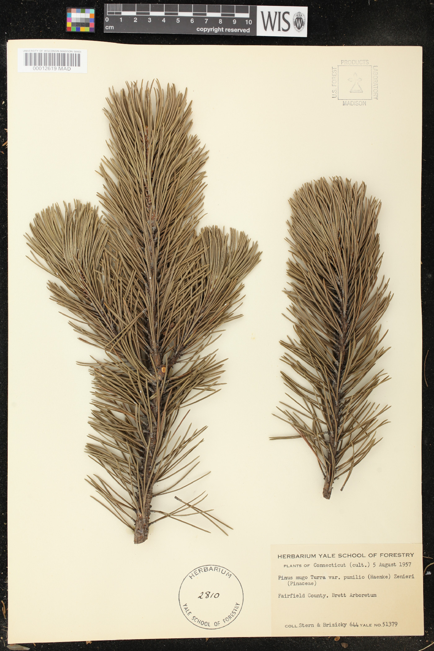 Pinus mugo var. pumilio image