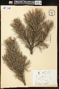 Pinus mugo image