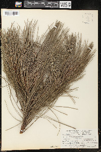 Pinus muricata image