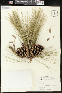 Pinus nigra image