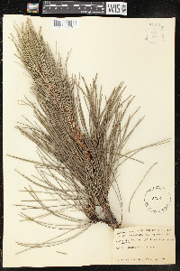 Pinus nigra image