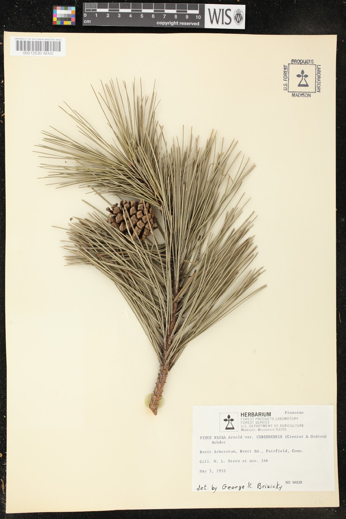 Pinus nigra subsp. salzmannii image